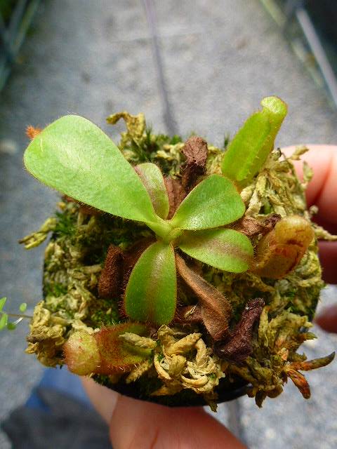 P293 5-3 N. veitchii Bario (very big pitcher) x veitchii Bario