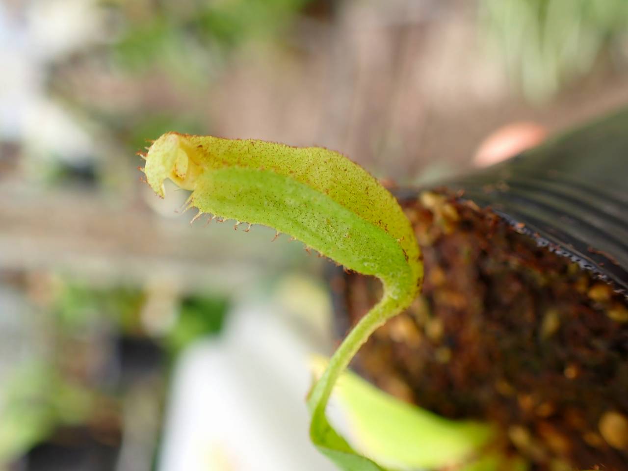 G103 1-3 [YA-170] N. clipeata Nep Gardner Y's Lab - Y's Exotics