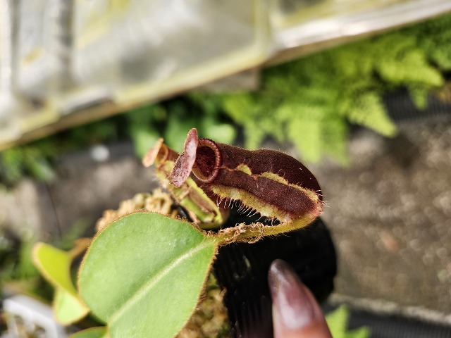N . (truncata x peltata) x lowii 食虫植物 O120 1-4 N. (truncata x peltata) x lowii #NNN | Y's Exotics
