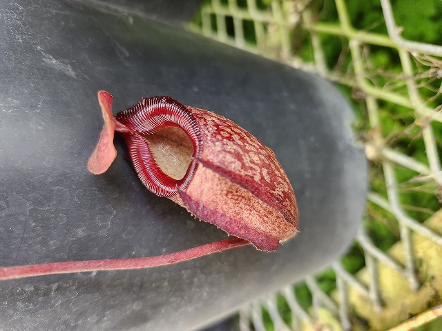 R484 1-3 N. rajah (seedling) JH - Y's Exotics （山田食虫植物農園）