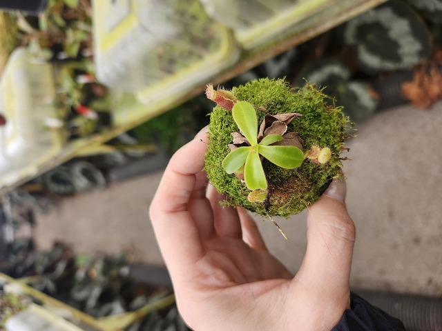 E563 1-4 N. xkinabaluensis x lowii #NNN - Y's Exotics （山田食虫