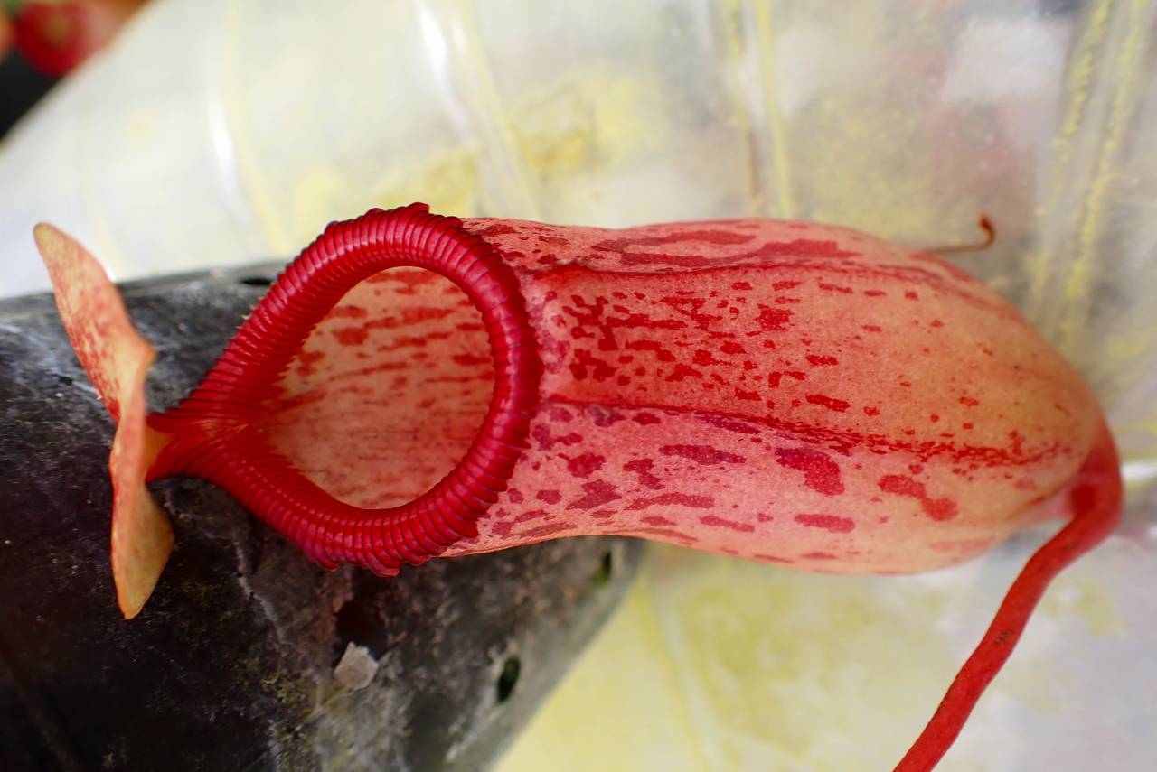 Y210 1-3 #BBB N. sibuyanensis x brukei | Y's Exotics （山田