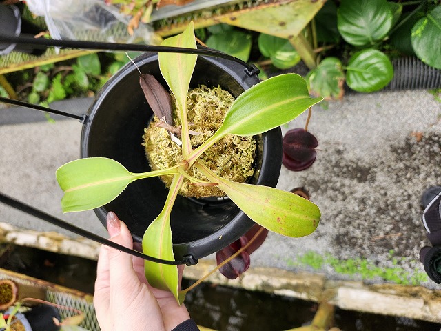G842 1-2 N. jaquelineae x lowii | Y's Exotics （山田食虫植物