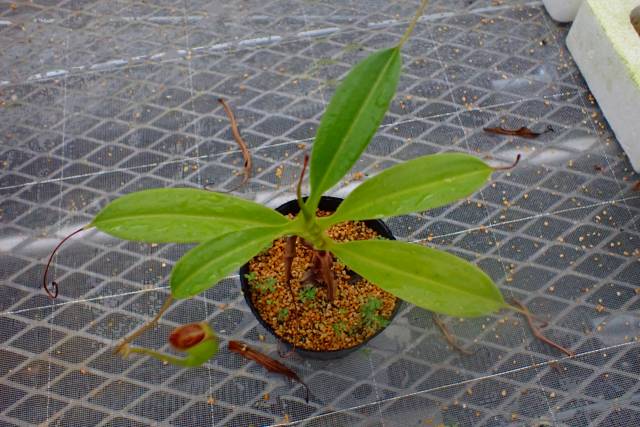 ゆうゆうネペンテス・ミランダ Y580 5-3 N. sibuyanensis x maxima (I) EP | Y's Exotics