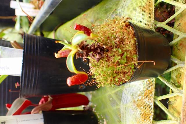Amblypneustes formosus　ウニ　殻 Amblypneustes formosus ウニの殻 - メルカリ