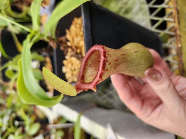P723 1-2 N. ventricosa Mt. marinao #NNN | Y's Exotics （山田食虫