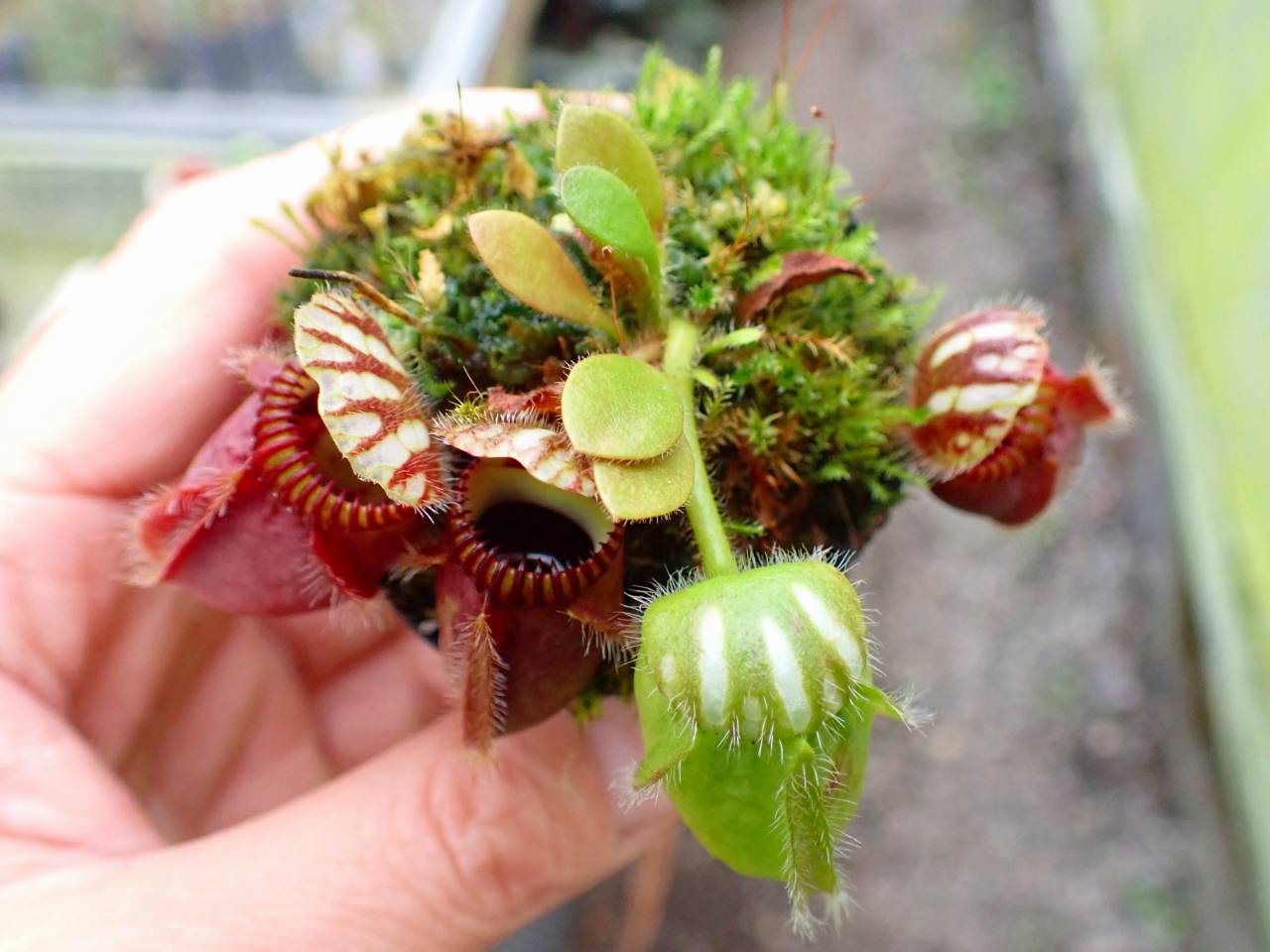 G079 1-1 #BBB Cephalotus follicularis (ex Botanical Garden