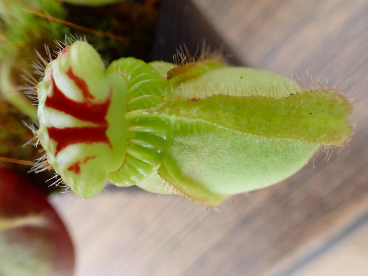 J191 1-2 #BBB Cephalotus follicularis seedlings of Hummer's Giant