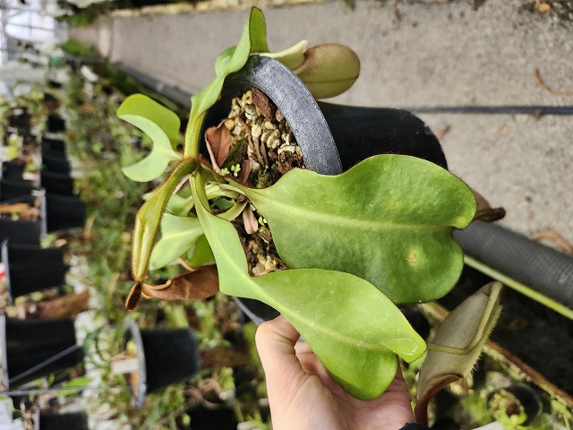 G931 1-2 N. veitchii (h) EP - Y's Exotics （山田食虫植物農園）