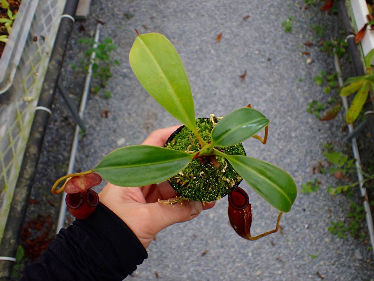 P359 5-1 N. (bicalcarata x campanulata) x lowii #NNN - Y's Exotics