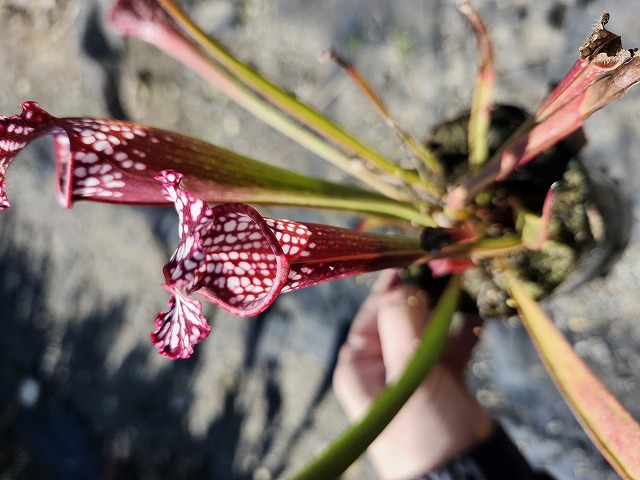 J212 S. leucophylla (Franklin Country AXB, s19) Cedric - Y's