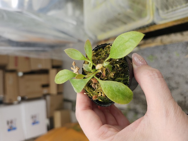 セファロタス seedling of Hummer's Giant 02 BCP 【公式通販】