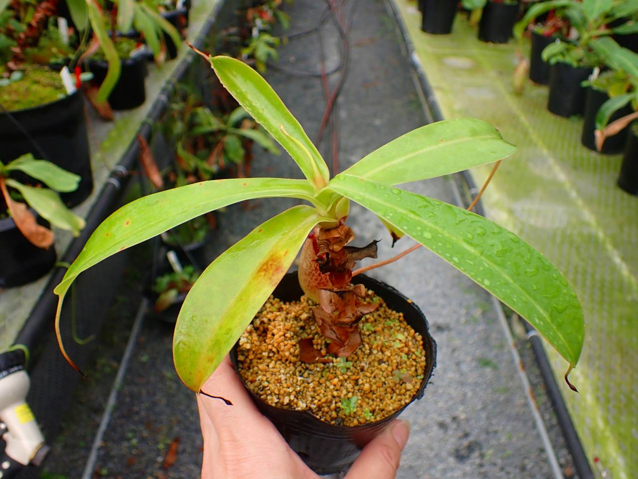 P664 5-3 #BBB N. (ventricosa x sibuyanensis) x northiana 山本