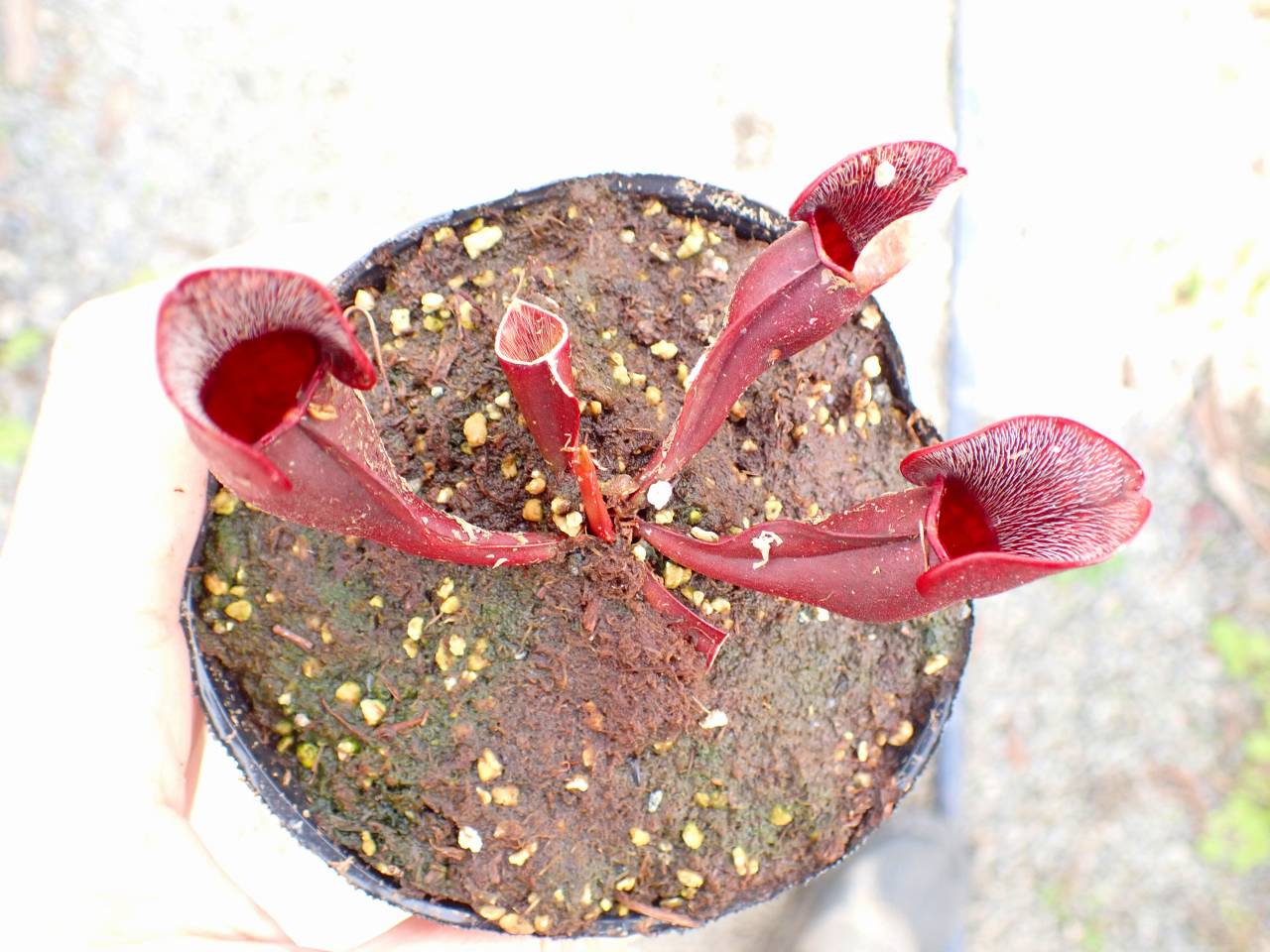 G028 4-1 S. purpurea ssp. purpurea (typical) CK - Y's Exotics