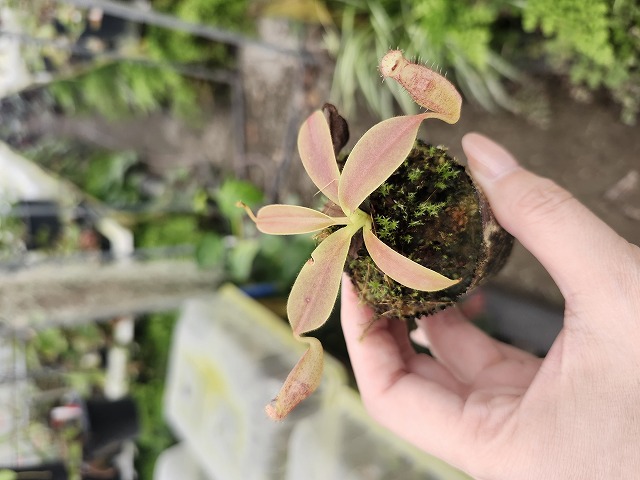 E268 1-4 N. maxima x xalisaputrana #NNN - Y's Exotics （山田食虫