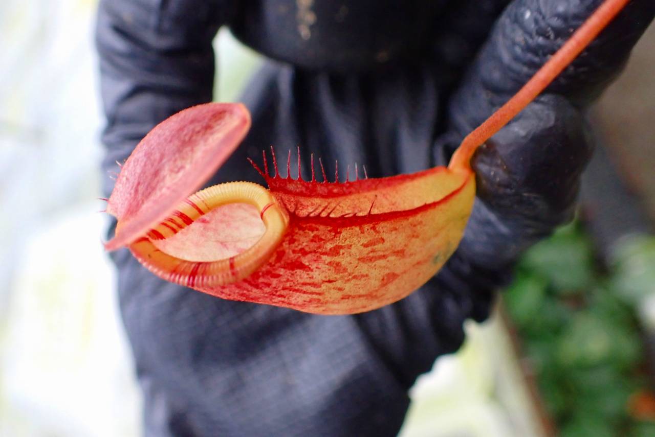 G618 1-4 N. (truncata x ephippiata) x tenuis #NNN | Y's Exotics