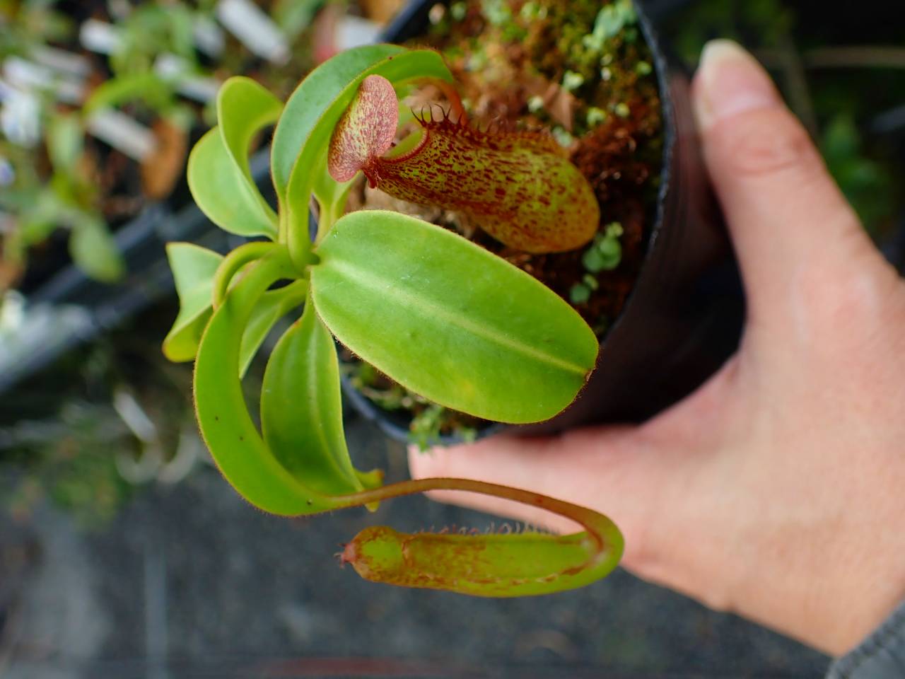 R401 5-3 #BBB N. Kihachijo 一正園 - Y's Exotics （山田食虫植物農園）