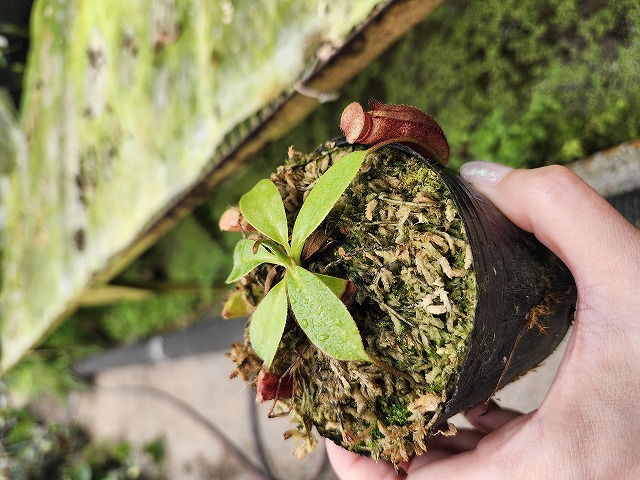 R578 1-3 N. rajah x xharryana Y's Lab - Y's Exotics （山田食虫植物