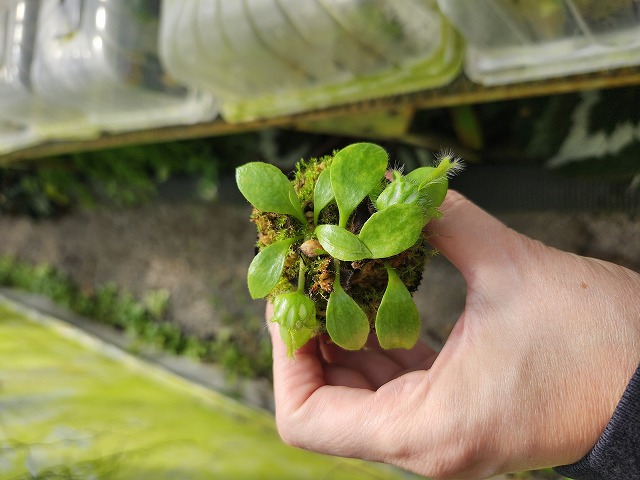 E124 1-1 Cephalotus folllicularis {seedling of Hummer's Giant}[BCP