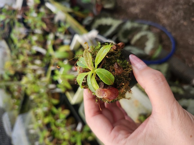 R426 1-4 N. (maxima x campanulata) x xtrusmadiensis #NNN | Y's
