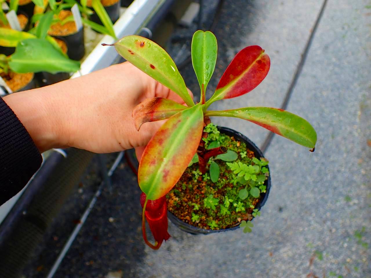 Y694 5-3 #BBB N. [(thorelii x rafflesiana) x thorelii-squat] x