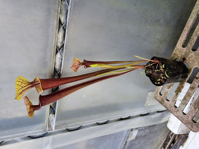 Y950 2ura S. Hybrid Y's - Y's Exotics （山田食虫植物農園）