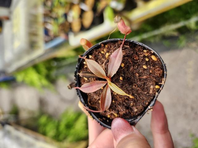原種 デウテロコニア Deuterocohnia sp from JM デウテロコニア sp. ／Deuterocohnia sp. no.50234 | 芽の巣山