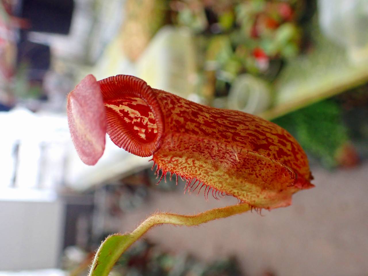 R416 1-4 N. maxima x xharryana Tambuyukon #NNN - Y's Exotics