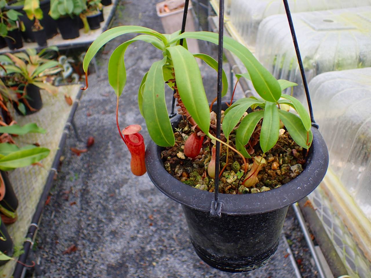 E178 5-1 #BBB N. ventricosa red (s) - Y's Exotics （山田食虫植物農園）