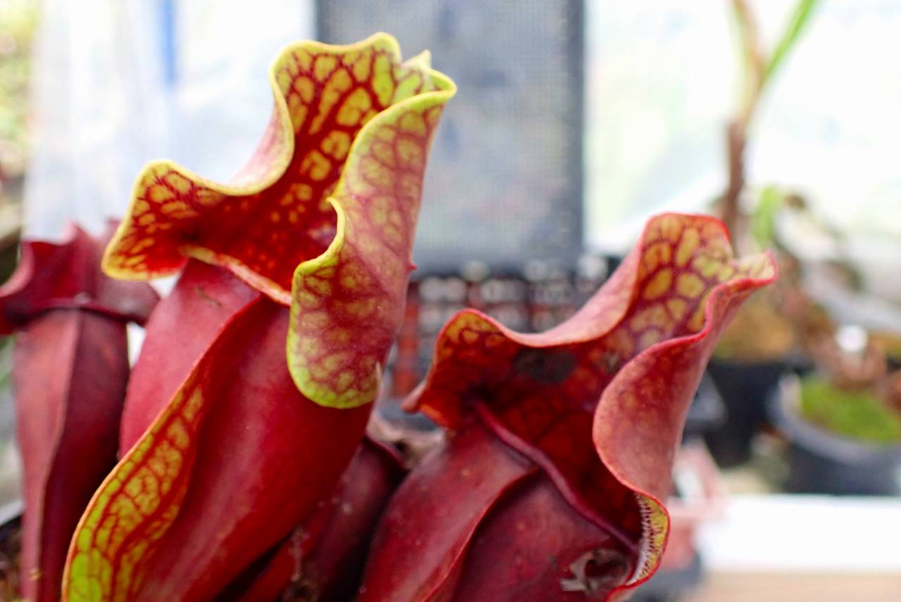 R130 1H S. purpurea ssp. venosa (伊勢花菖蒲園選別丸形株 No.16) MS