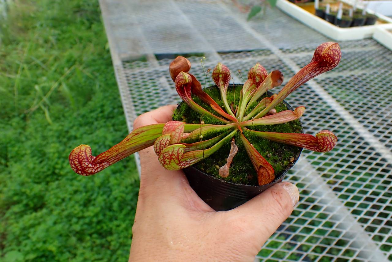 G698 4-1 S. psittacina var. okefenokeensis, Liberty Co, very large