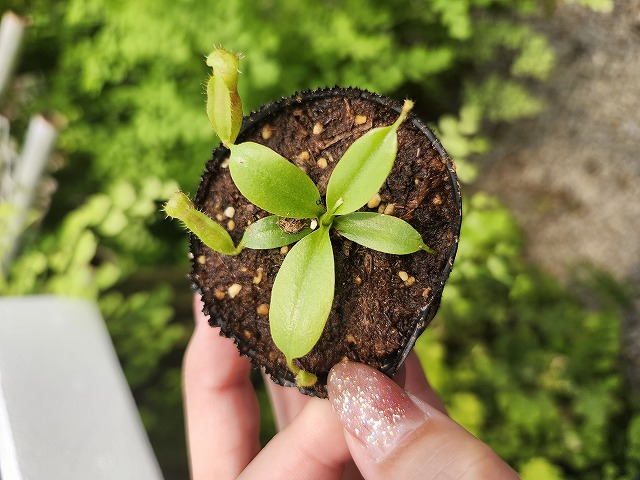 J106 1-4 N. rajah x xharryana Y's Lab | Y's Exotics （山田食