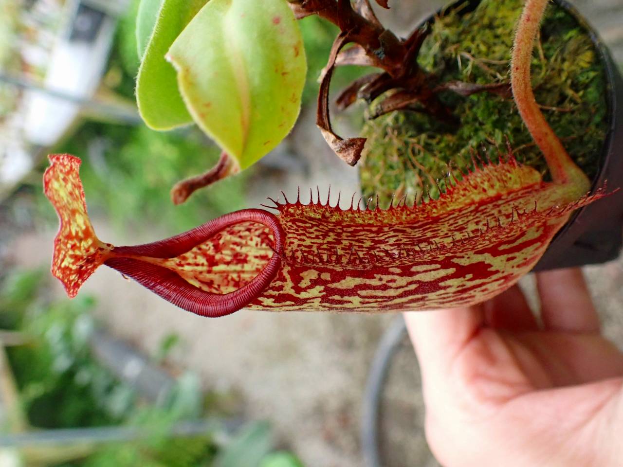 Y156 1-3 N. maxima wavy leaf Rindingalo, North Taraja, Sulawesi IS