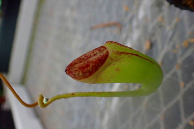 Y580 5-3 N. sibuyanensis x maxima (I) EP | Y's Exotics