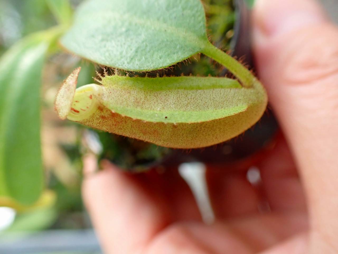 Y850 3-2 [YA-10] N. veitchii Bario (very big pitcher) x veitchii