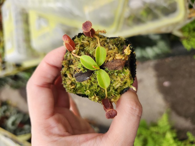 J587 1-3 N. xkinabaluensis x lowii #NNN | Y's Exotics （山田