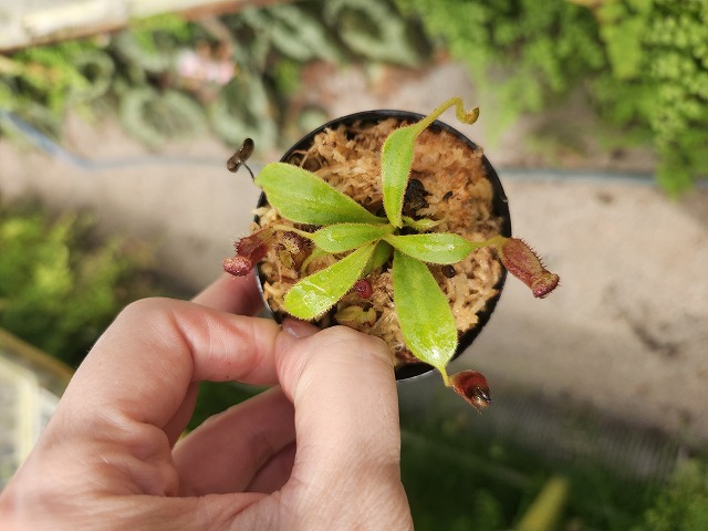 J251 1-2 [YA-2] N. lowii Mulu Y's Lab | Y's Exotics （山田食虫植物