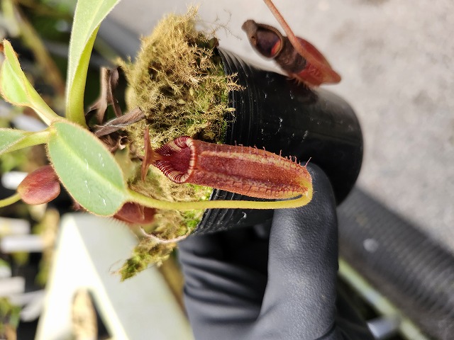G952 1-3 [YA-2] N. lowii Mulu Y's Lab - Y's Exotics （山田食虫植物