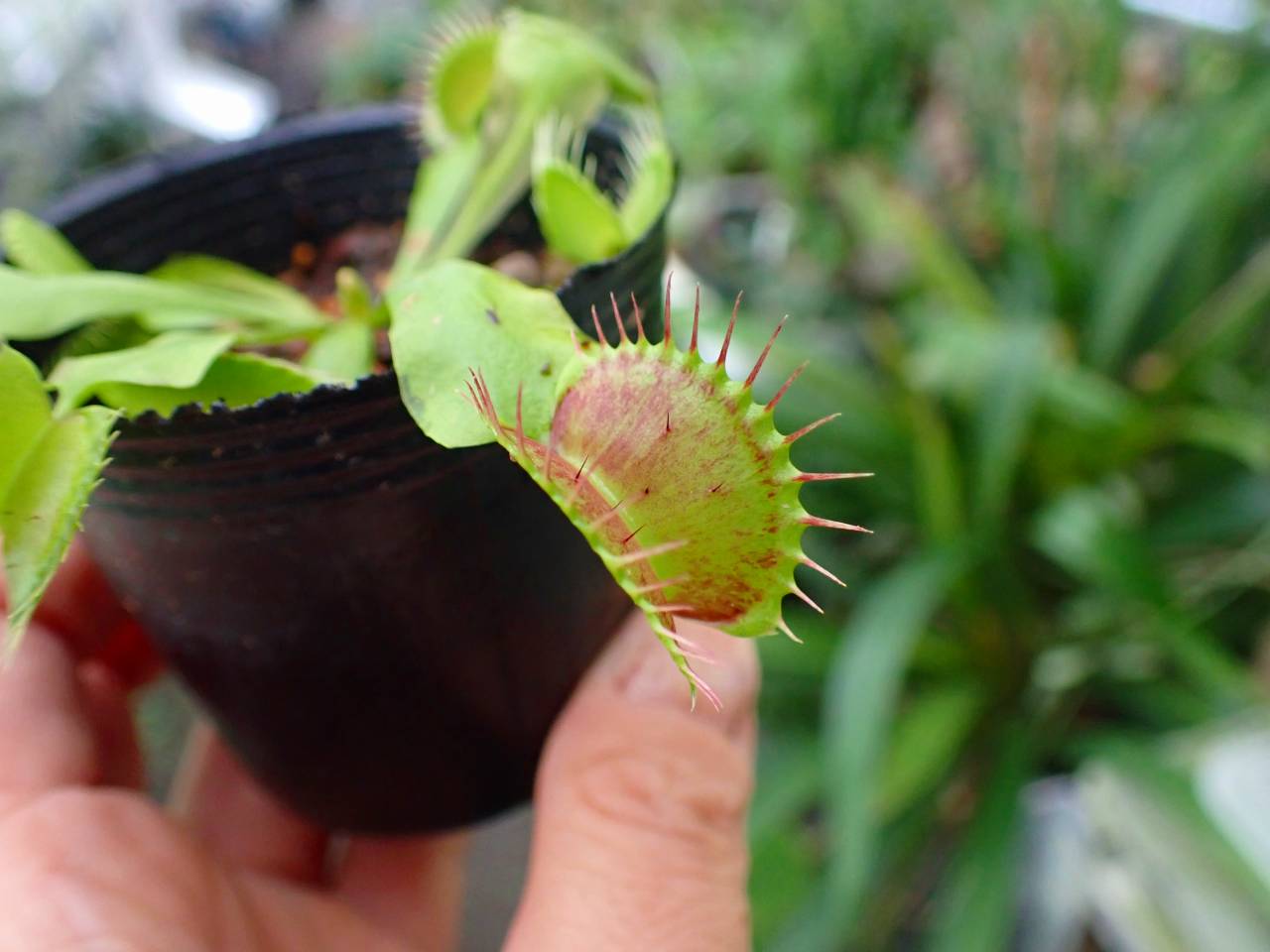 G017 3-2 Dionaea muscipula B52 Y's Lab - Y's Exotics （山田食虫