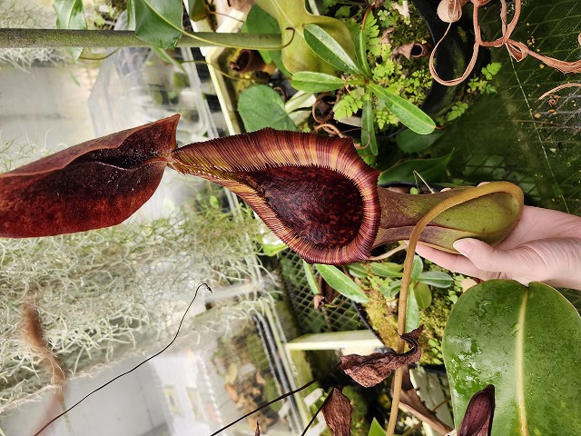 Y933 1-2 N. lowii x truncata EP - Y's Exotics （山田食虫植物農園）