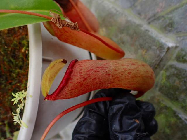 G822 5-1 N. ventricosa-red seedling | Y's Exotics （山田食虫植物農園）