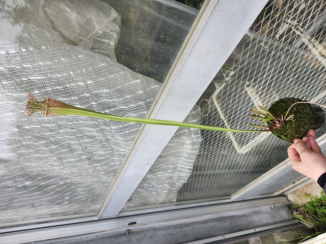 G918 1H S. leucophylla `Tarnok' x `ISE Rose LRo2' - Y's Exotics