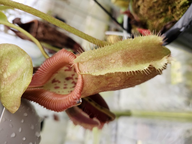 食虫植物N. villosa Tambuyukon x robcamtleyi