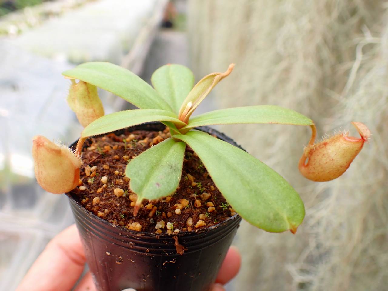 E220 5-1 [YA-29] N. vieillardii mt. Kagnis Giant Y's Lab - Y's