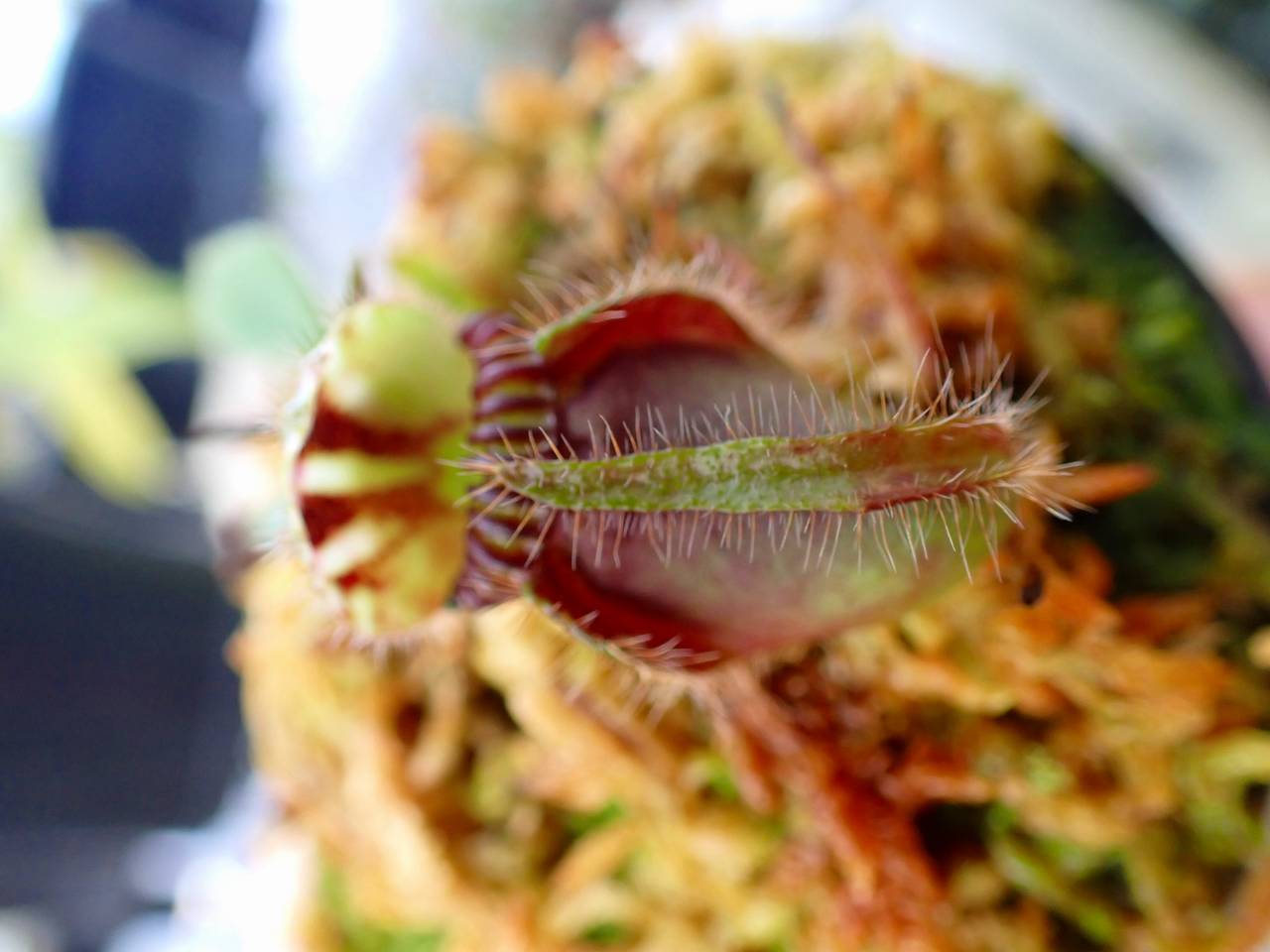 Y295 1-1 Cephalotus follicularis {seedling of Hummer's Giant} [BCP