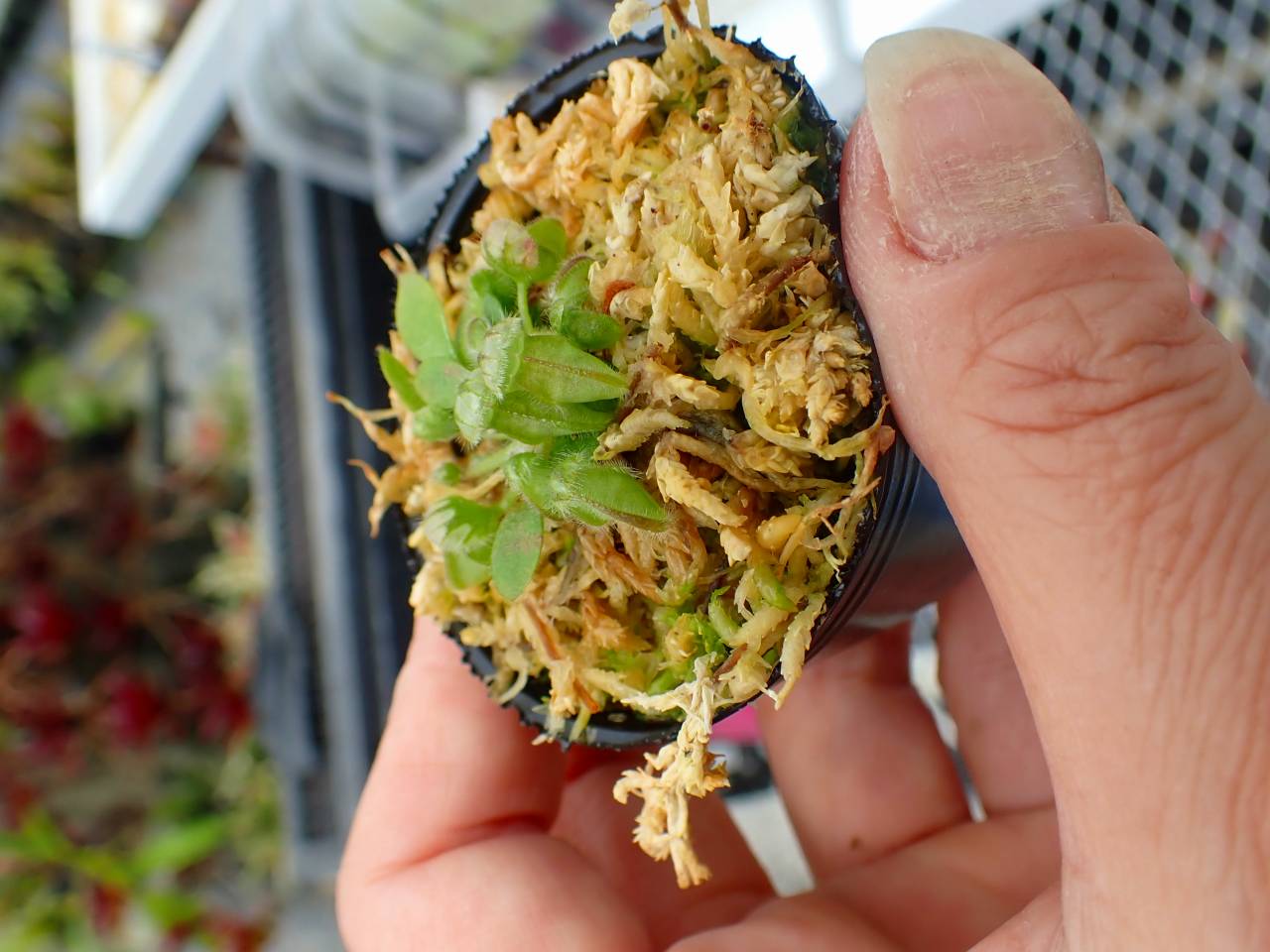 G595 5-1 [YA-30] Cephalotus follicularis Giant Y's Lab - Y's