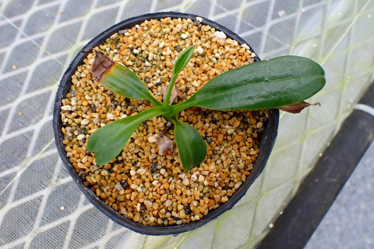 Y513 5-3 #BBB N. rafflesiana nivea squat #1 x campanulata