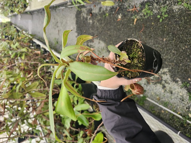 R364 5-3 N. merrilliana Dinagat Islands VL | Y's Exotics （山田食