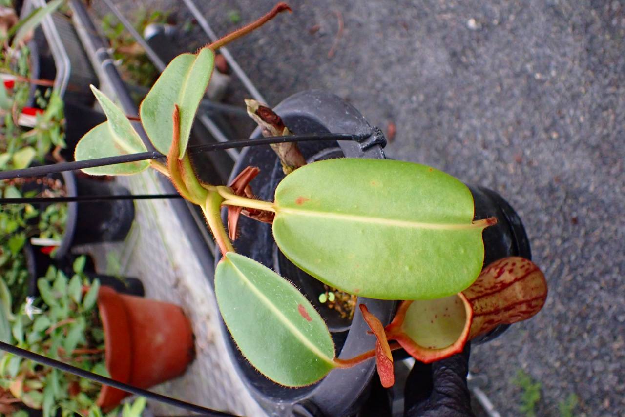G628 5-1 N. mindanaoensis x truncata (Mt. Redondo, Dinagat Island