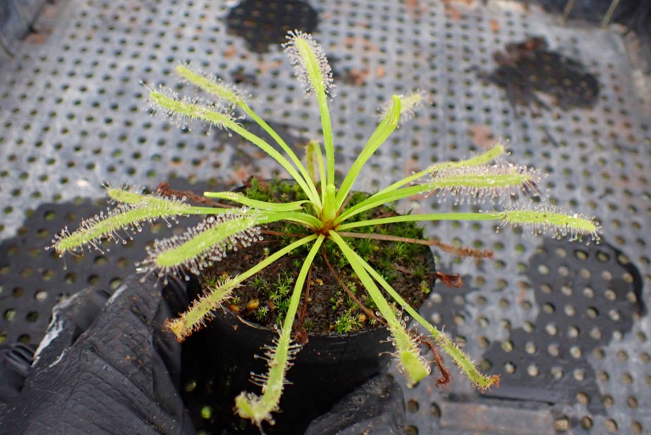 G696 4-1 D. capensis (alba) | Y's Exotics （山田食虫植物農園）